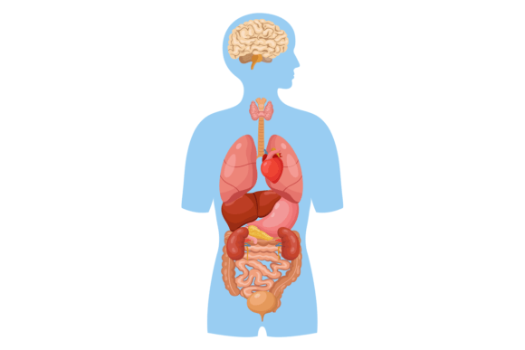 Anatomical Embroidery: Stitching Human Organs with Confidence