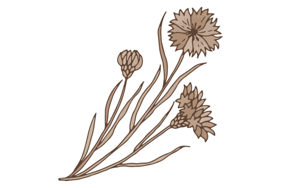 Knapweed Drawing: A Designer's Assessment for Embroidery
